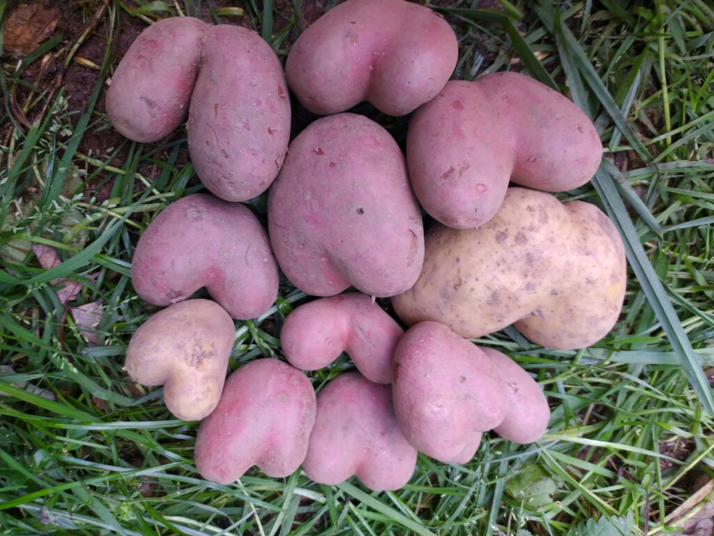einige besonders herzliche Kartoffeln