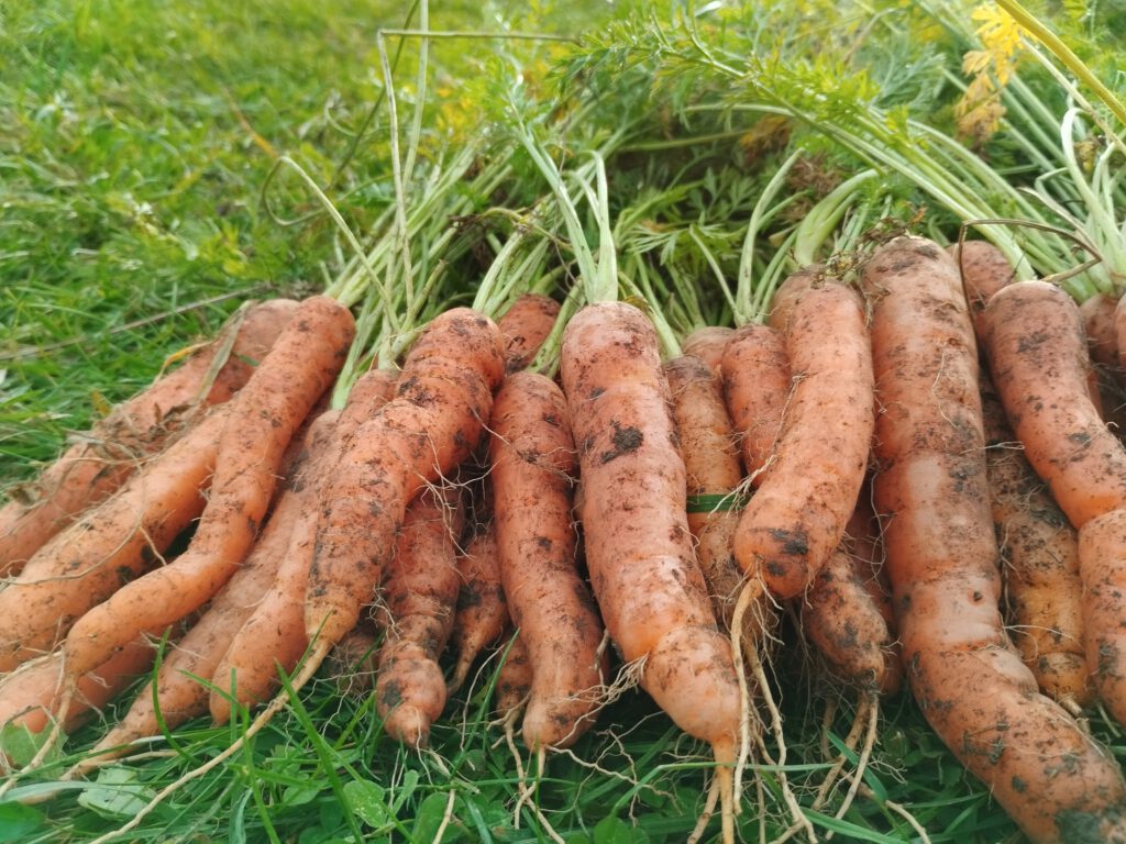 frisch geerntete Möhren liegen auf dem Feld